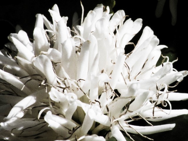 flowers in bloom