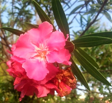 pink flower