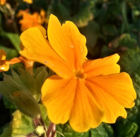 scotland flower